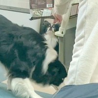 犬たちの留守番中に『泥棒が入ったらどうなるか』検証してみたら…まさかの展開が4万再生「番犬ぷりに感動」「気づいた瞬間が可愛い」と絶賛