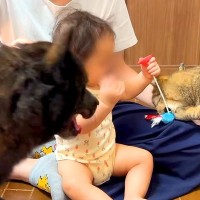 猫が赤ちゃんからおもちゃを奪った結果→それを見た犬が…まるで保護者のような『まさかの行動』が22万再生「健気すぎる」「第2のパパ」と絶賛