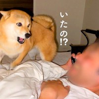 いるはずのない父をお布団で発見した結果、犬が…衝撃の展開で見せた『まさかのリアクション』が478万再生「必死で草」「パニックなってるｗ」