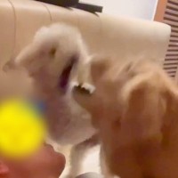 深夜1時に爆睡していたら、犬たちが…激しすぎる『2匹のポジション争い』に爆笑「幸せな光景ｗ」「私にもスリスリお願いします」と11万再生