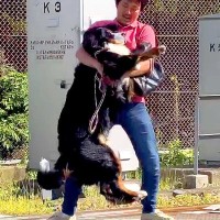 会社に超大型犬を連れて行こうと思ったら、目の前に線路が…見た目とは真逆な『赤ちゃんすぎる光景』が123万再生「笑ったｗ」「可愛すぎる」