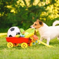 犬が『好きな色』3選　人間のように色を識別できるの？好みや見え方まで解説