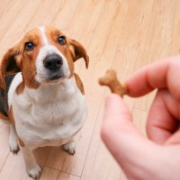 犬へのおやつ、与えすぎな量はどのくらい？　適切な量からおすすめできる与え方まで解説