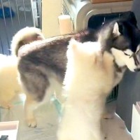 赤ちゃん犬2匹を家に入れたら、大型犬が…想像と違う『まさかの反応』が可愛すぎると32万再生「たじたじで草」「優しい子で泣ける」と絶賛