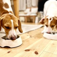 犬の『早食い』が危険な理由7つ　食べるのが早すぎることによるリスクとは？