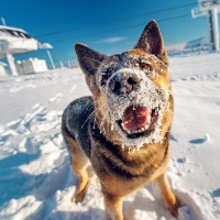 『寒さに耐えることができる』犬種４選　主な特徴や飼い方の注意点まで