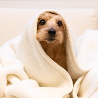 寒がりな犬を守るための寒さ対策5つ　冷える季節を乗り越えるための秘訣とは