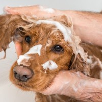 私たちは、犬に頼まれたわけでもないのにシャンプーを強制しています。プロトリマーなら必ず考えて欲しい事