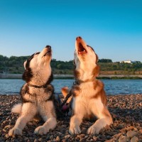 犬の『吠え癖』を事前に防ぐ飼い方とは？吠えるようになってしまう要因や注意点まで