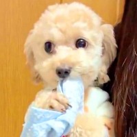 タオルが大好きな犬→取ろうとしてみた結果…『ボクのなんだから！』と必死で守る光景に1万いいね「しっかり持ってて偉い」「可愛すぎる」と悶絶