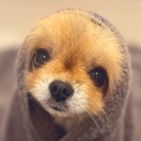 お風呂で犬を洗って、タオルで包み込んだら…あまりにもあざとい『可愛すぎる姿』に1万いいね「アザラシみたい」「おめめが最高」と悶絶