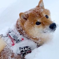 雪が積もった道を散歩したら、はしゃいでた犬が…まさかの『限界を感じてしまう光景』が234万再生「無念の声」「泣いてるみたいで可愛いｗ」