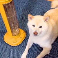 ストーブを消そうとしたら、暖まっていた犬が…まさかの『消さないでほしい』と文句を言う光景が13万再生「つけるしかないｗ」「たまらん」