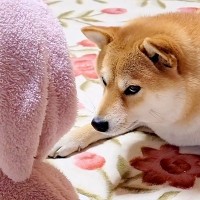 『赤ちゃんが大きくなってきたのでそろそろ遊べる』と思った犬が…無茶苦茶すぎる『遊びのお誘い』が35万再生「混ぜて欲しい」「癒し効果抜群」