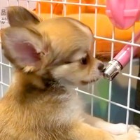 犬が留守番で寂しがらないよう『2匹目のワンコ』を飼った結果、逆効果に…試行錯誤を続けた結果が感動的だと36万再生「素敵すぎる家族」と賞賛