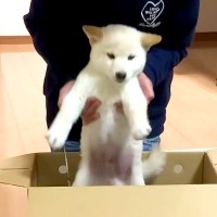 子どもに内緒で『赤ちゃん犬を飼った』結果…箱を開けた瞬間の『尊すぎるリアクション』が379万再生「静かな声で喜ぶの優しい」「愛が伝わる」