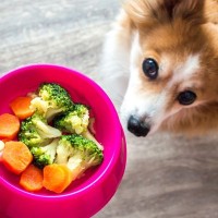 犬に絶対与えてはいけない『野菜』5選　食べてしまったときにすべき応急処置まで