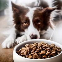 犬に『ドッグフードが合っていない』サイン4選　食べてしまったときの危険な症状まで