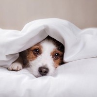 愛犬を苦しめる『人間の習慣』5選　今すぐに改善すべき飼い主の日課とは？