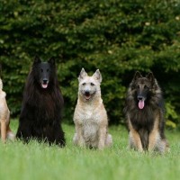 三角耳やV字型耳を持つ犬種6つ　滅多に見かけない犬種やそれぞれの特徴までご紹介