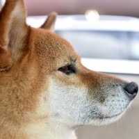 愛犬が『塩対応』をするときの心理5つ　飼い主がやってはいけない行動から解決策まで