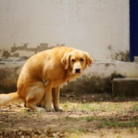 犬が『うんちをしているときに見つめてくる』心理4つ　何を考えてるの？正しい対応とは