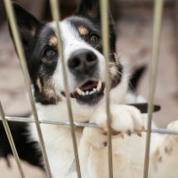 犬の『里親』になるための３つの方法　お迎えする手順から準備しておくべきことまで解説