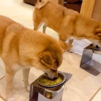 『犬たちがご飯を食べている間にいなくなってみたら…』完全に想定外な展開で見せた『まさかのリアクション』が15万再生「ビンタするの草」