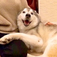 『姉の友達に初めて会った大型犬が…』思った以上に赤ちゃんすぎる『甘えんぼさんな光景』が201万再生「ハーレム満喫してて草」「コミュ力ｗ」