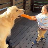 1歳の男の子がおもちゃを持っていたら、大型犬が…お父さんとは大違いな『手加減をする光景』が8万再生「微笑ましい」「コントみたいｗ」と絶賛