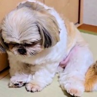 外出する準備をし始めたら、犬が…悲壮感が半端ない『切なすぎる光景』が137万再生「めちゃくちゃしょぼくれてるｗ」「人間の子供みたい」