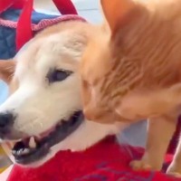 猫が『自分を育ててくれた寝たきりの犬』を必死に看病して…亡くなってから３年後、ずっと思い続ける『家族愛』に涙が止まらないと115万再生