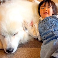 2歳の女の子が『超大型犬に過保護に育てられた』結果…羨ましすぎる『もっふもふな光景』が5万再生「めっちゃ可愛い」「平和そのもの」と絶賛