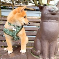 『こんなにも小さかった赤ちゃん柴犬が…』ベンチの銅像で比較した『成長のビフォーアフター』に13万いいね集まる「素敵な写真」「可愛い」と絶賛