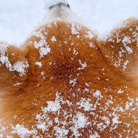 冬の北海道で『可愛すぎる揚げパン』が観測される季節に…？雪景色を散歩する犬の姿に2万いいね集まる「お砂糖大サービス」「美味しそうｗ」