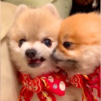 『近い近い近い…！』お兄ちゃん大好きな弟犬が"構って攻撃"した結果…想像以上に近くて『ブチギレる光景』が287万再生「愛が重いｗ」と爆笑