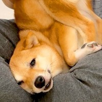 犬の毛をブラッシングしていたら→衝撃的な光景が…見たことない『まさか過ぎるポージング』が1294万再生「うっとりしてて草」「二度見した」