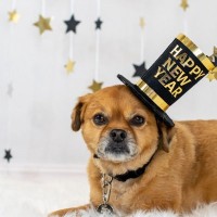 愛犬とお正月を祝うための方法5つ　犬が食べられる料理から楽しく過ごすための秘訣まで