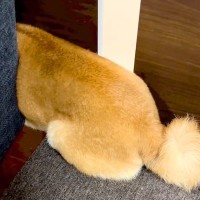 『散歩が大嫌いな犬』を散歩に誘ってみた結果、予想以上にブチギレて…衝撃の『透明になる光景』が280万再生「嫌なの伝わるｗ」「最高」と爆笑