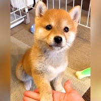 『おて』がうまくできない赤ちゃん犬が、2年8ヶ月後…悶絶級の『可愛すぎる成長』が70万再生「たまらん」「愛くるしい」「笑顔最高」と絶賛