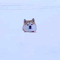 大雪が降った空港で、犬が2日ぶりにお母さんと再会…発見した瞬間に見せた『とんでもなく尊い姿』が160万再生「映画のワンシーンみたい」