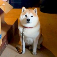 倉庫で片付けていたら、犬が様子を見に来て…まさかの『一番邪魔な場所で鎮座する光景』が5万再生「迷惑そうにするの草」「かわいい検問所ｗ」