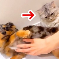 猫が『かわいいポーズ』をとったら、隣にいた犬が…破壊力抜群な『まさかの行動』が168万再生「可愛いvs可愛い」「私には選べない…」と悶絶