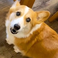 大好きなお兄ちゃんにナデナデされたら、犬が…甘えた時に見せる『まさかの豚声』が7万再生「ブヒブヒ言ってて草」「可愛すぎるｗ」と話題