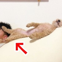 男の子と一緒に犬が寝ていたら…まさかの『足の使い方』が酷すぎると84万再生「足癖たまらんｗｗ」「なんか馴染んでて草」と爆笑の嵐