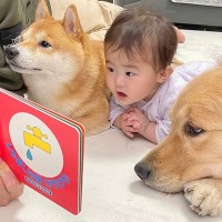 赤ちゃんと2匹の犬に『絵本の読み聞かせ』をした結果…あまりにも尊い『まさかの反応』が23万再生「なんて可愛い生徒さんたち」と大絶賛