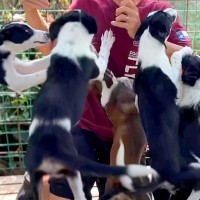 犬のプロが『子犬を迎える方へ向けたメッセージ』を撮影した結果…全く話が入ってこない『壮絶な光景』が90万再生「顔狙うの草」「助走がｗ」