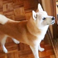 実家にワンコを連れて帰ったら、家にいた犬が…想像以上の嫉妬で『スネまくってしまう光景』が104万再生「柴犬あるあるｗ」「ツンデレで草」