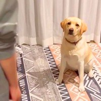 ゴミ箱を漁られたので大型犬を叱ったら…怒られてから許されるまでの『分かりやすすぎる表情』が228万再生「トボけた顔で草」「尊い」と絶賛