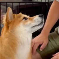 パパを怒らせてしまった犬→顔色をうかがいながら…尊すぎる『謝り方』が12万再生「反省顔たまらん」「悪いことしたの分かってて凄い」と絶賛